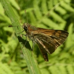 Ocybadistes walkeri (Green Grass-dart) at Kianga, NSW - 17 Feb 2019 by HarveyPerkins