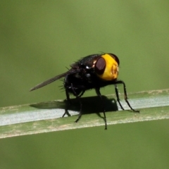 Amenia sp. (genus) (Yellow-headed Blowfly) at Bodalla State Forest - 17 Feb 2019 by HarveyPerkins