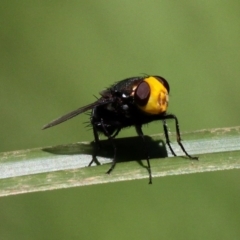 Amenia sp. (genus) (Yellow-headed Blowfly) at Narooma, NSW - 17 Feb 2019 by HarveyPerkins