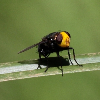 Amenia sp. (genus) (Yellow-headed Blowfly) at Narooma, NSW - 17 Feb 2019 by HarveyPerkins