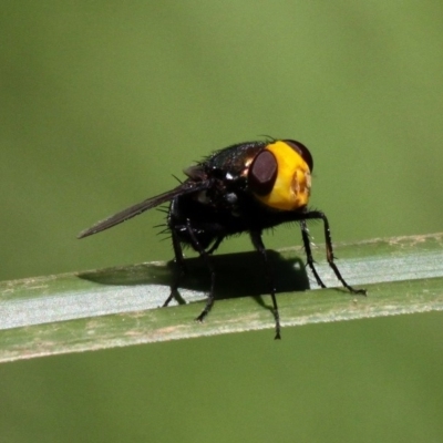 Amenia sp. (genus) (Yellow-headed Blowfly) at Bodalla State Forest - 17 Feb 2019 by HarveyPerkins