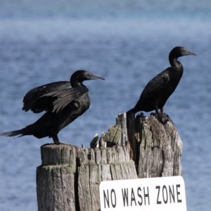 Phalacrocorax sulcirostris at Narooma, NSW - 18 Feb 2019