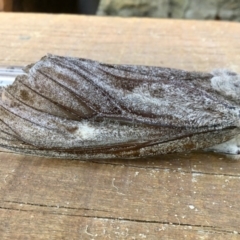 Endoxyla encalypti (Wattle Goat Moth) at Rocky Hall, NSW - 21 Feb 2019 by Rhps