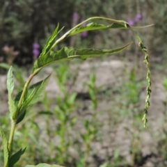 Persicaria hydropiper (Water Pepper) at Paddys River, ACT - 20 Feb 2019 by MichaelBedingfield