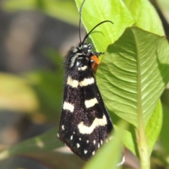 Phalaenoides tristifica (Willow-herb Day-moth) at Paddys River, ACT - 20 Feb 2019 by MichaelBedingfield