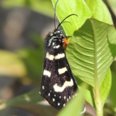 Phalaenoides tristifica (Willow-herb Day-moth) at Paddys River, ACT - 20 Feb 2019 by michaelb