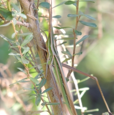 Acrida conica (Giant green slantface) at Paddys River, ACT - 20 Feb 2019 by MichaelBedingfield