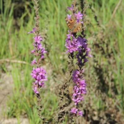 Lythrum salicaria (Purple Loosestrife) at Paddys River, ACT - 20 Feb 2019 by michaelb