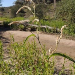 Persicaria lapathifolia (Pale Knotweed) at Paddys River, ACT - 20 Feb 2019 by MichaelBedingfield