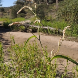 Persicaria lapathifolia at Paddys River, ACT - 20 Feb 2019