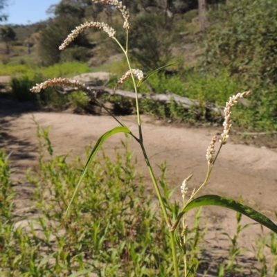 Persicaria lapathifolia (Pale Knotweed) at Paddys River, ACT - 20 Feb 2019 by MichaelBedingfield