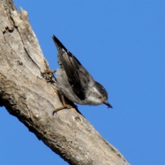 Daphoenositta chrysoptera (Varied Sittella) at Wandiyali-Environa Conservation Area - 25 Feb 2019 by Wandiyali