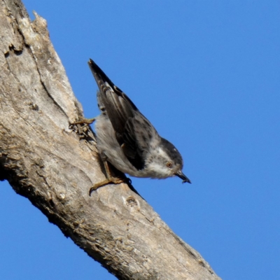 Daphoenositta chrysoptera (Varied Sittella) at Wandiyali-Environa Conservation Area - 25 Feb 2019 by Wandiyali