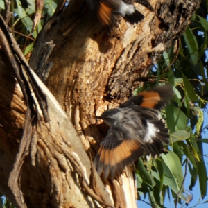 Daphoenositta chrysoptera at Googong, NSW - 26 Feb 2019