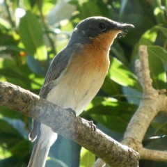 Myiagra rubecula (Leaden Flycatcher) at Googong, NSW - 26 Feb 2019 by Wandiyali