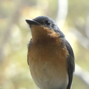 Myiagra rubecula at Googong, NSW - 26 Feb 2019 09:24 AM