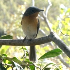 Myiagra rubecula at Googong, NSW - 26 Feb 2019 09:24 AM