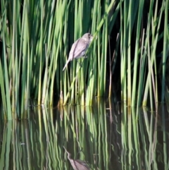 Acrocephalus australis (Australian Reed-Warbler) at Throsby, ACT - 24 Feb 2019 by davobj