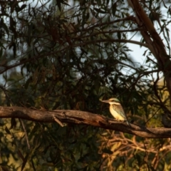 Todiramphus sanctus (Sacred Kingfisher) at Florey, ACT - 25 Feb 2019 by b