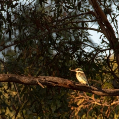 Todiramphus sanctus (Sacred Kingfisher) at Florey, ACT - 25 Feb 2019 by b