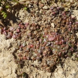 Elatine gratioloides at Forde, ACT - 25 Feb 2019