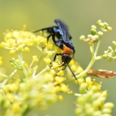 Ferreola handschini (Orange-collared Spider Wasp) at Flynn, ACT - 26 Feb 2019 by Ernier