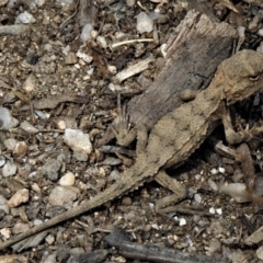 Rankinia diemensis (Mountain Dragon) at Tennent, ACT - 26 Feb 2019 by JohnBundock