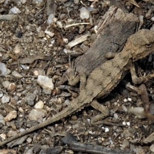 Rankinia diemensis at Tennent, ACT - 26 Feb 2019 11:19 AM