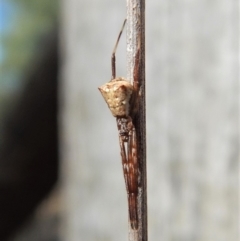 Theridiidae (family) (Comb-footed spider) at Dunlop, ACT - 24 Feb 2019 by CathB