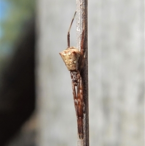 Theridiidae (family) at Dunlop, ACT - 25 Feb 2019 10:00 AM