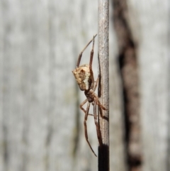 Theridiidae (family) at Dunlop, ACT - 25 Feb 2019