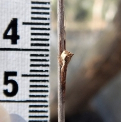 Theridiidae (family) at Dunlop, ACT - 25 Feb 2019