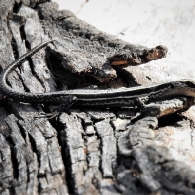 Pseudemoia spenceri (Spencer's Skink) at Namadgi National Park - 25 Feb 2019 by JohnBundock