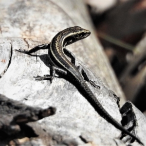 Pseudemoia spenceri at Tennent, ACT - 26 Feb 2019