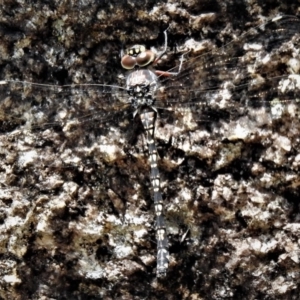 Austroaeschna multipunctata at Tennent, ACT - 26 Feb 2019