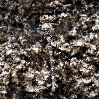 Austroaeschna multipunctata (Multi-spotted Darner) at Namadgi National Park - 26 Feb 2019 by JohnBundock