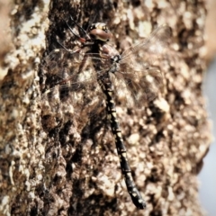 Austroaeschna multipunctata at Tennent, ACT - 26 Feb 2019