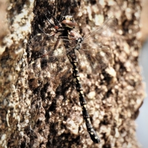 Austroaeschna multipunctata at Tennent, ACT - 26 Feb 2019