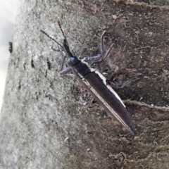 Rhinotia suturalis (Belid weevil) at Namadgi National Park - 25 Feb 2019 by JohnBundock