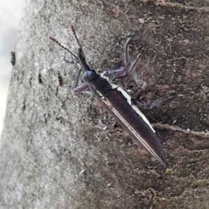 Rhinotia suturalis at Tennent, ACT - 26 Feb 2019 10:54 AM