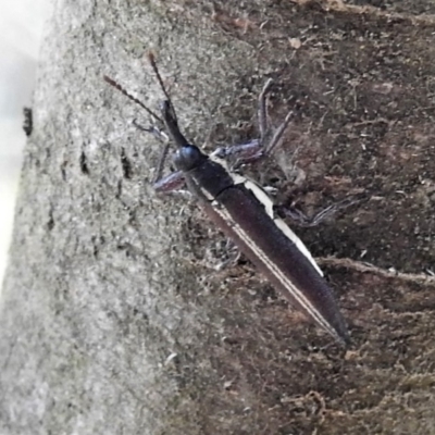 Rhinotia suturalis (Belid weevil) at Tennent, ACT - 25 Feb 2019 by JohnBundock