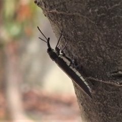 Rhinotia suturalis at Tennent, ACT - 26 Feb 2019