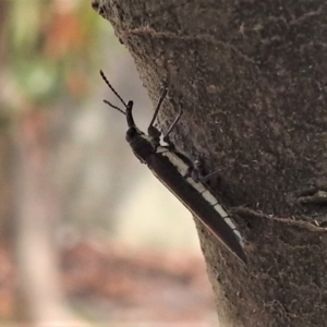 Rhinotia suturalis at Tennent, ACT - 26 Feb 2019