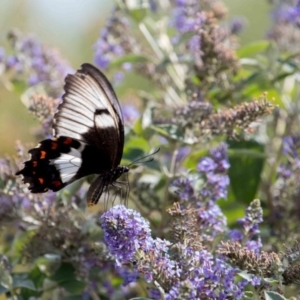 Papilio aegeus at Murrumbateman, NSW - 26 Feb 2019