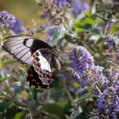Papilio aegeus at Murrumbateman, NSW - 26 Feb 2019