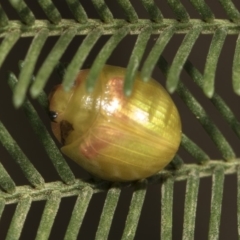 Paropsisterna hectica (A leaf beetle) at The Pinnacle - 25 Feb 2019 by AlisonMilton