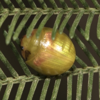 Paropsisterna hectica (A leaf beetle) at Weetangera, ACT - 26 Feb 2019 by AlisonMilton