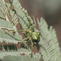 Araneinae (subfamily) (Orb weaver) at The Pinnacle - 25 Feb 2019 by AlisonMilton