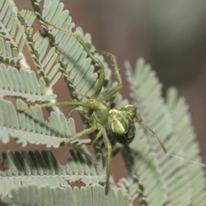 Araneinae (subfamily) at Weetangera, ACT - 26 Feb 2019 08:38 AM