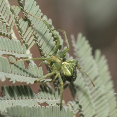 Araneinae (subfamily) (Orb weaver) at Weetangera, ACT - 25 Feb 2019 by AlisonMilton